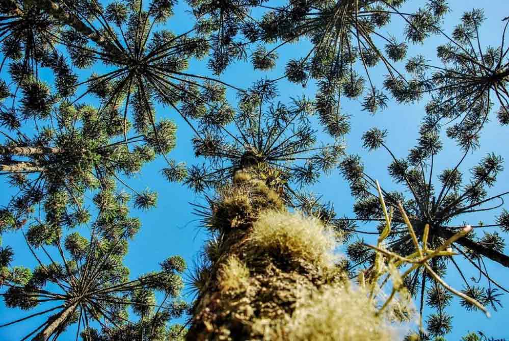 Araucárias centenárias no Horto Florestal - foto de Tadeu Sales