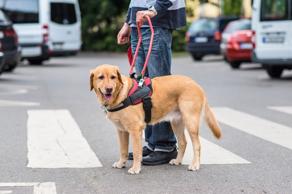 Guia e peitoral para Pets - Viagens Bacanas
