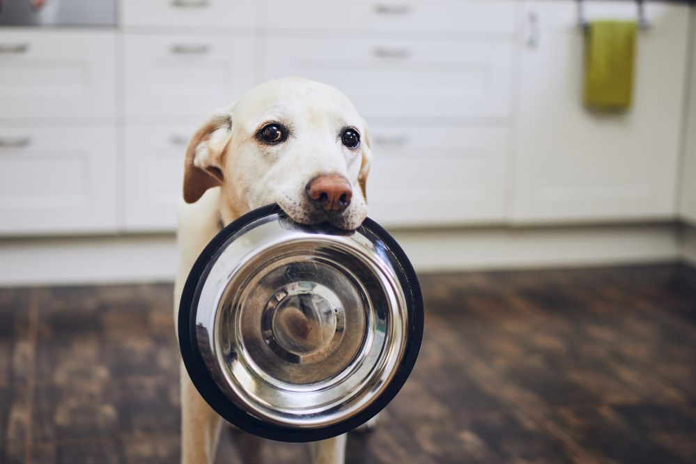 Potes de ração é água para Pets - Viagens Bacanas