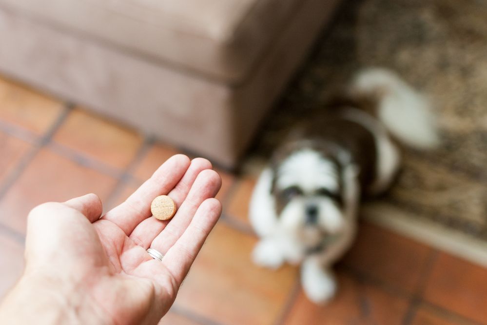 Remédios para Pets - Viagens Bacanas