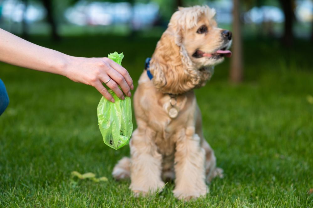 Sacos de fezes para Pets - Viagens Bacanas