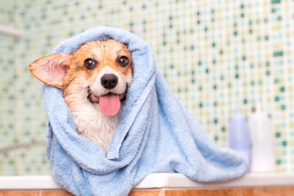 Toalha para Pets - Viagens Bacanas