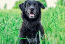 Hotéis Pet Friendly em Monte Verde – Viaje com seu Pet Hotéis Pet Friendly em Monte Verde