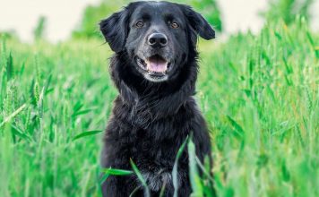 Hotéis Pet Friendly em Monte Verde – Viaje com seu Pet Hotéis Pet Friendly em Monte Verde