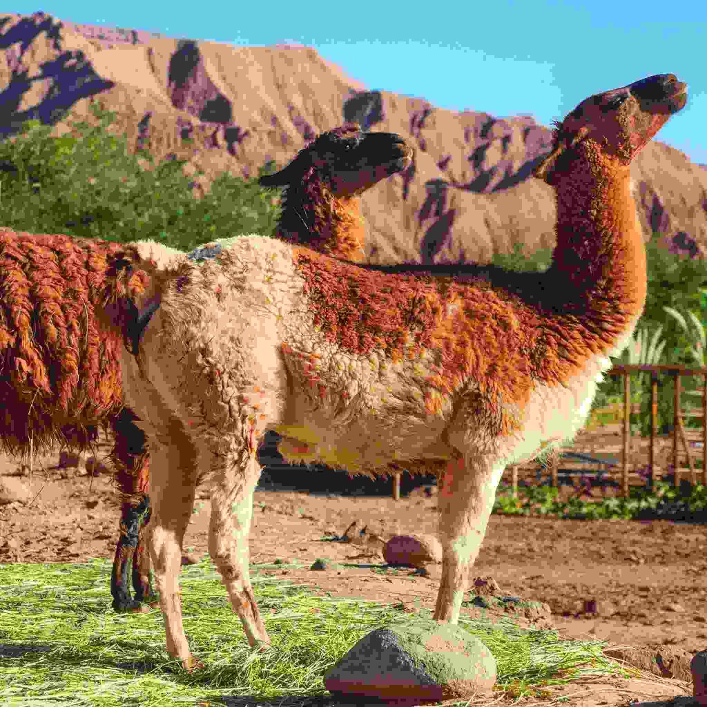 Hotel Nayara Alto Atacama: O Melhor Hotel de Luxo no Atacama 9 Lhamas no Hotel Nayara Alto Atacama - foto Booking