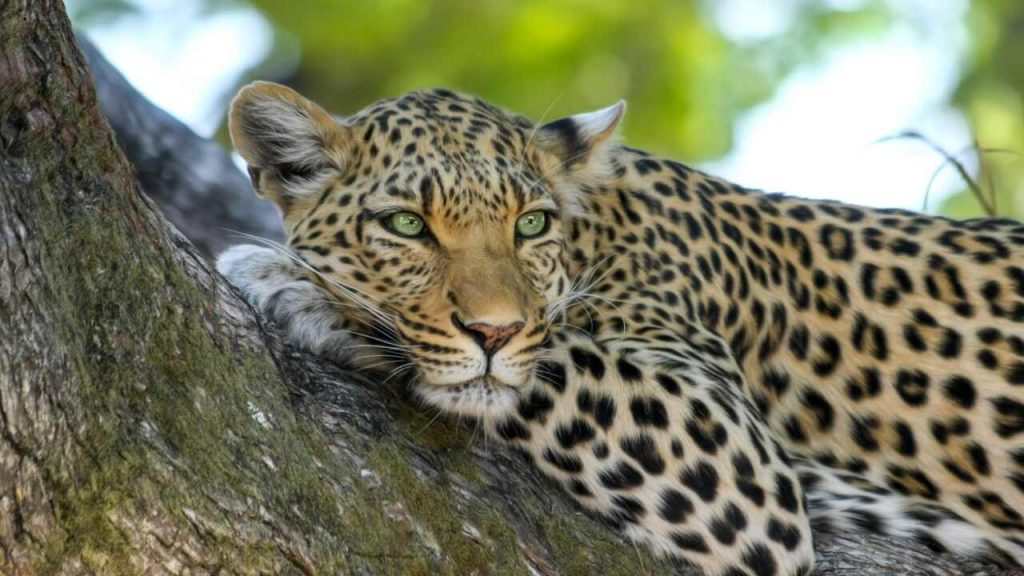 Pacotes de Safari 
