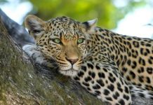 Pacotes de Safari: Encontre a Aventura Perfeita! Pacotes de Safari