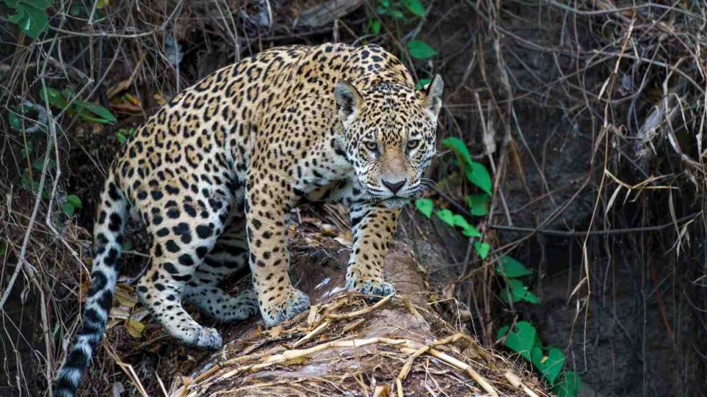 Pantanal - Viagens Bacanas