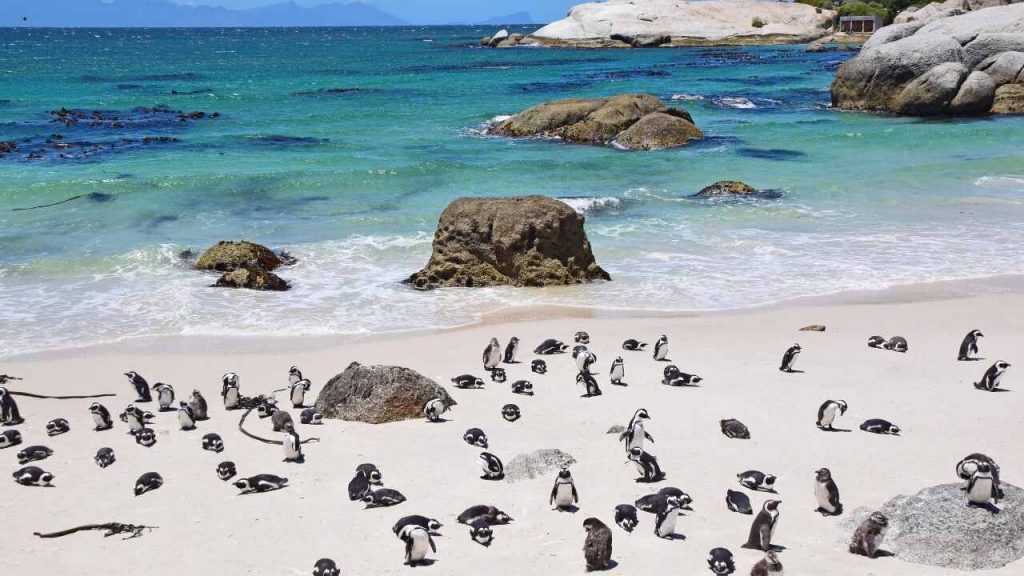 Boulders Beach - África do Sul