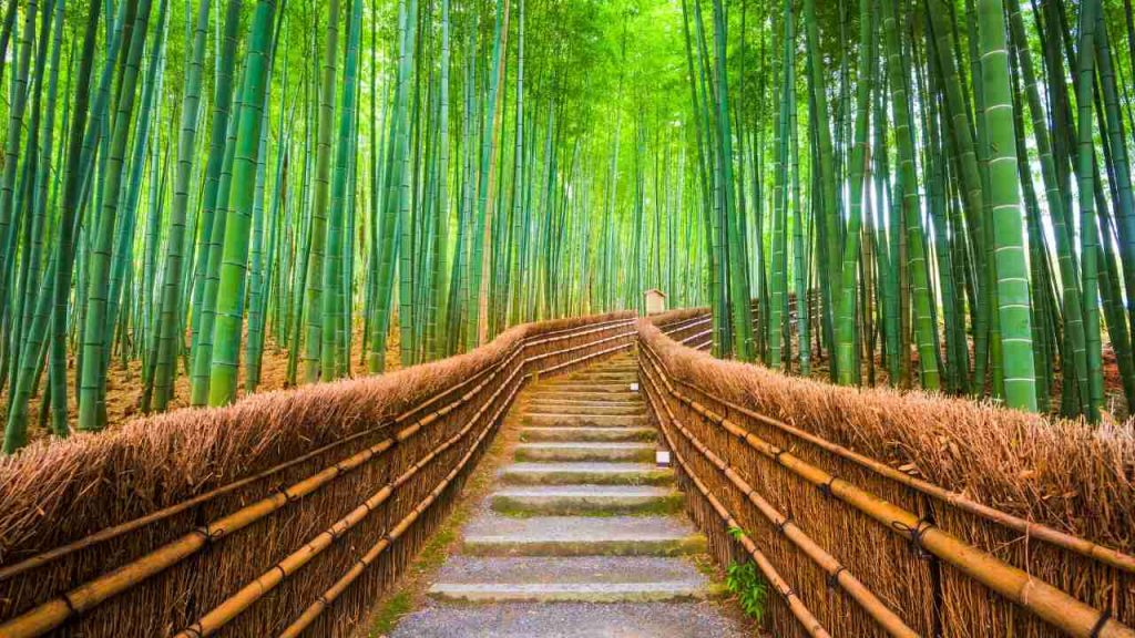 Floresta de Bambu - Quioto - Japão
