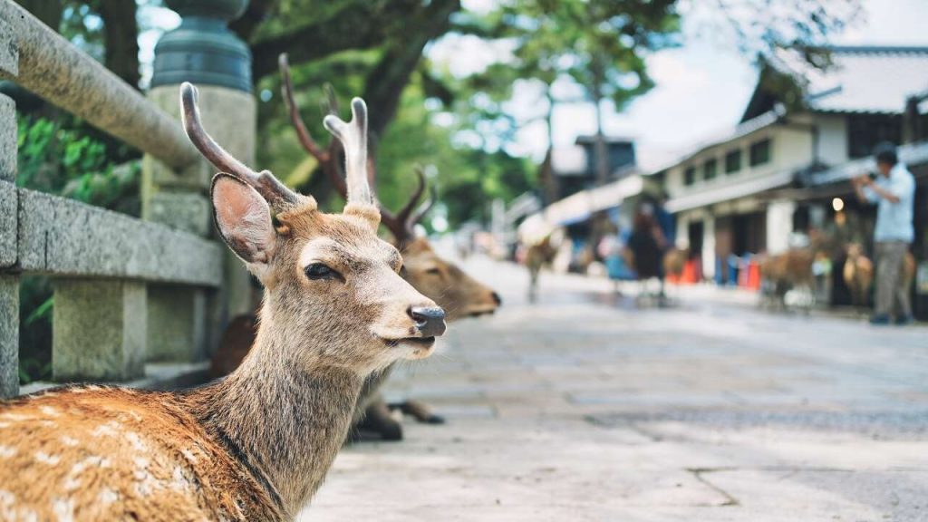 Nara - Japão