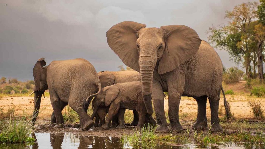 Parque Nacional Kruger