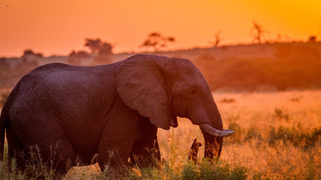 Pacote de viagem África do Sul - ia 