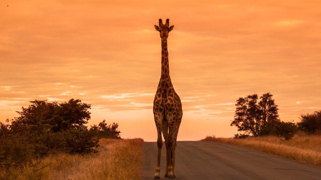 Pacote de viagem África do Sul - ia 