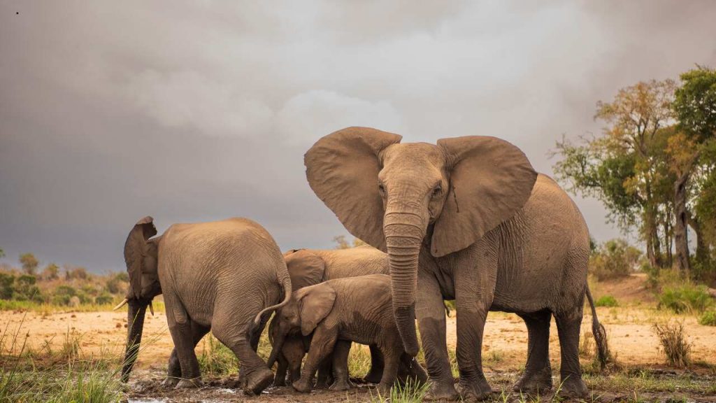 Pacote de viagem África do Sul - ia 