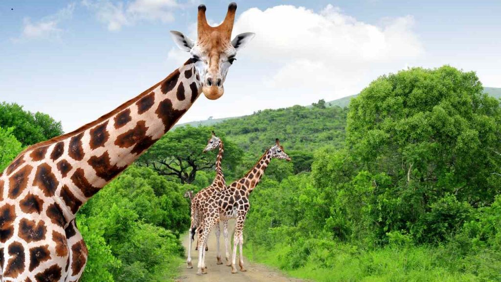 Pacote de viagem África do Sul - ia 