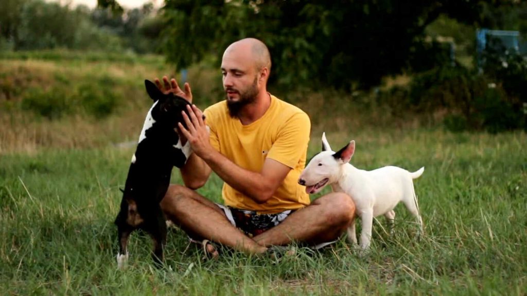 Viajar com Pet