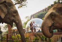 Anantara Elephant Camp Resort: o Hotel dos Elefantes no Golden Triangle Anantara Elephant Camp Resort Golden Triangle - foto Booking