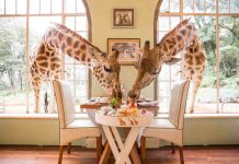 Hotel Giraffe Manor: O Hotel das Girafas no Quênia Hotel das Girafas - The Giraffe Manor - foto divulgação
