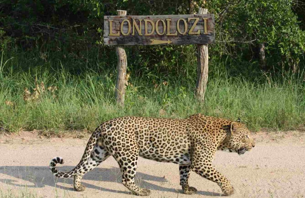 Londolozi Private Game Reserve (Sabi Sand Game Reserve)