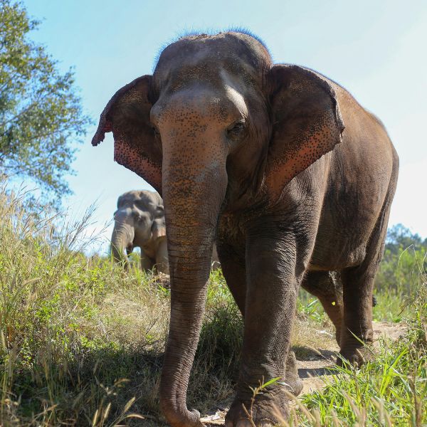 elefante