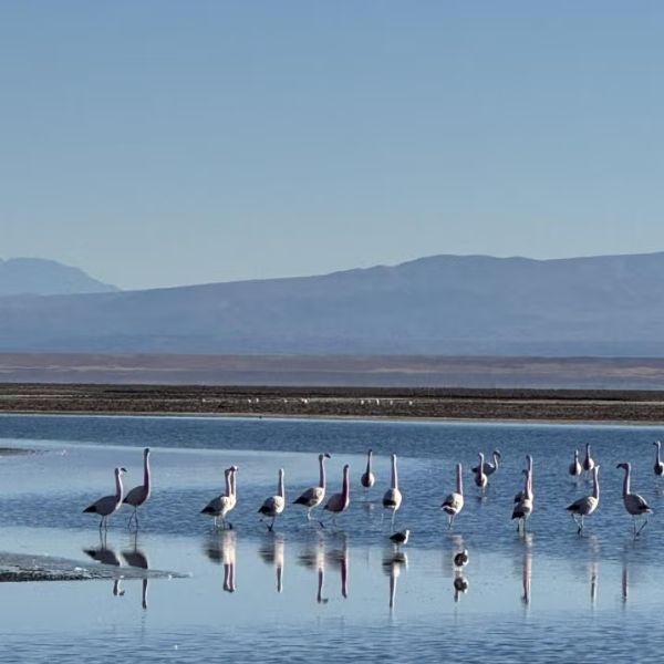 Flamingos no Atacama